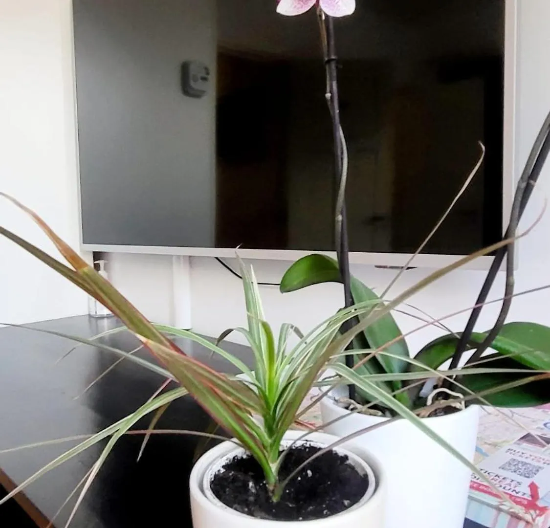 Homestay Velvetamsterdam Apartment